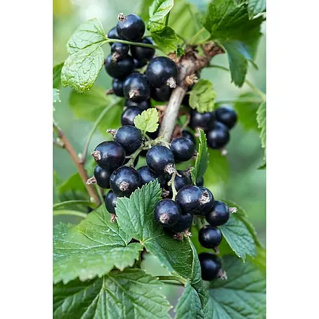 Piardino  Schwarze Johannisbeere