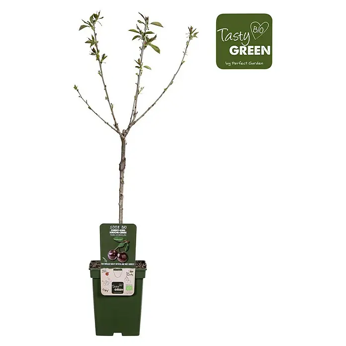 Tasty Green Süßkirschbaum Bio - Prunus avium 'Regina', Topfgröße: 23 cm, Erntezeit: August - Bio-Kirschbaum 'Tasty Green' im Topf. Ideal für den eigenen Garten, garantiert köstliche, biologisch angebaute Kirschen.