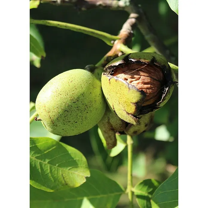 Piardino Nogal - Juglans regia - Primer plano de nueces verdes en el árbol, una cáscara agrietada que revela la nuez.