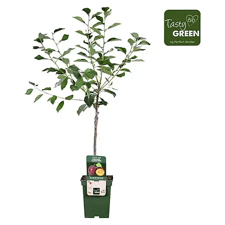 Birnenbaum Bio Zwergform