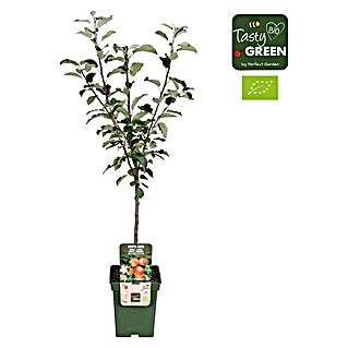 Tasty Green Apfelbaum Bio (Malus domestica 'Elstar', Topfgröße: 23 cm, Erntezeit: September)