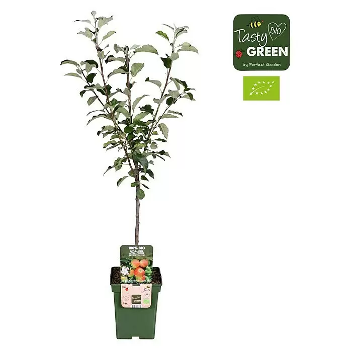 Tasty Green Apfelbaum Bio - Malus domestica 'Elstar', Topfgröße: 23 cm, Erntezeit: September - Vorderansicht