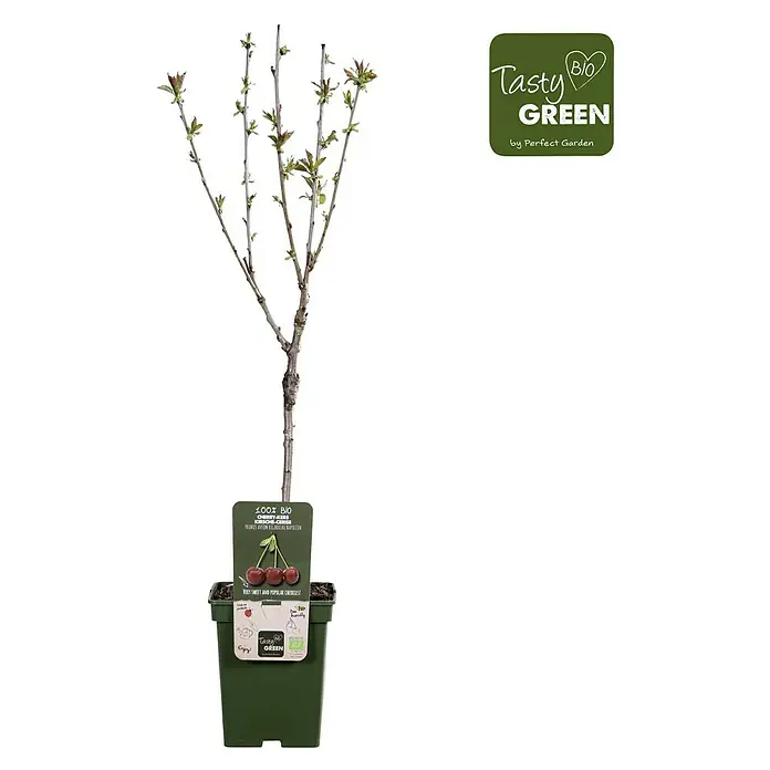 Tasty Green Süßkirschbaum Bio - Prunus avium 'Bigarreau Napoléon', Topfgröße: 23 cm, Erntezeit: Juni - Ein Bio-Kirschbaum der Sorte "Burlat Napoleon" im Topf, bereit für den Garten. Süße, beliebte Kirschen garantiert.