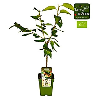 Tasty Green Süßkirschbaum Bio (Prunus avium 'Bigarreau Napoléon', Topfgröße: 23 cm, Erntezeit: Juni)