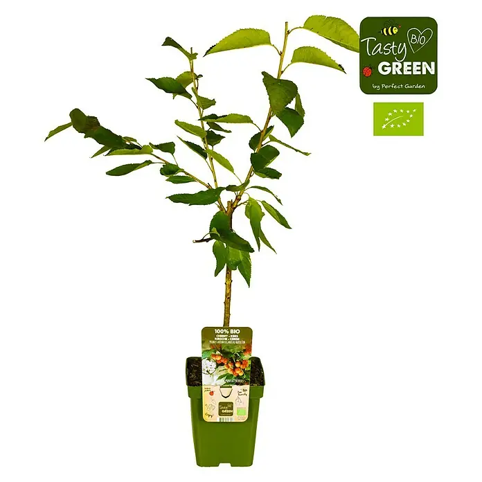 Tasty Green Süßkirschbaum Bio - Prunus avium 'Bigarreau Napoléon', Topfgröße: 23 cm, Erntezeit: Juni - Bio-Kirschbaum im Topf, ein junger Baum mit grünen Blättern und einem Etikett, das seine Bio-Qualität hervorhebt.