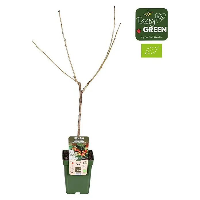 Tasty Green Süßkirschbaum Bio - Prunus avium 'Bigarreau Napoléon', Topfgröße: 23 cm, Erntezeit: Juni - Bio-Kirschbaum im Topf von Tasty Green. Der junge Baum hat noch keine Blätter und ist bereit für den Garten.