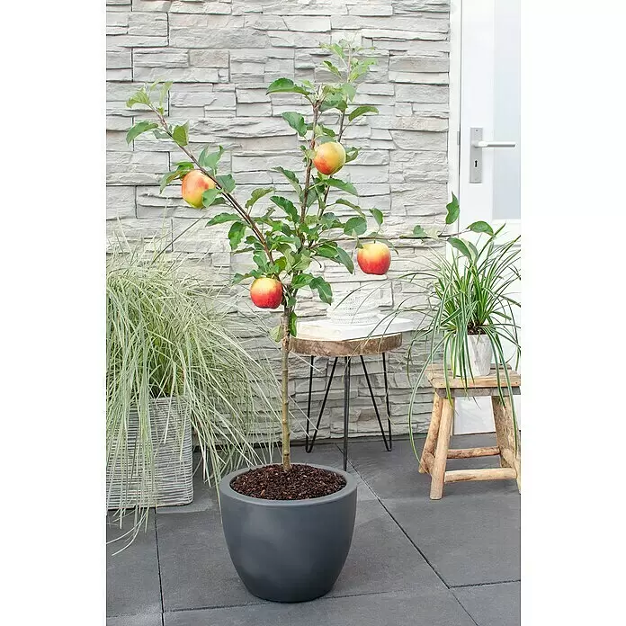 Tasty Green Apfelbaum Bio - Malus domestica 'Elstar', Topfgröße: 23 cm, Erntezeit: September - Stimmungsaufnahme