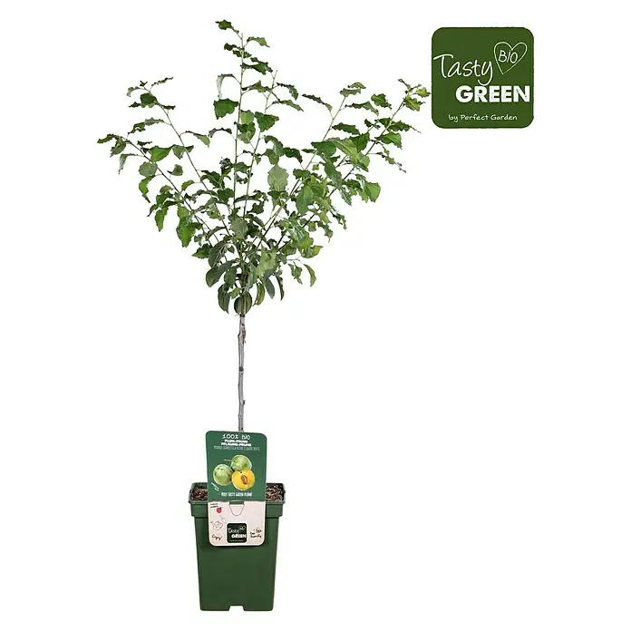Tasty Green Pflaumenbaum BioPrunus domestica 'Reine-Claude Verte', Topfgröße: 23 cm, Erntezeit: September
