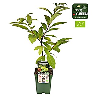 Tasty Green Esskastanienbaum Bio (Castanea sativa, Cremeweiß, 23 cm)