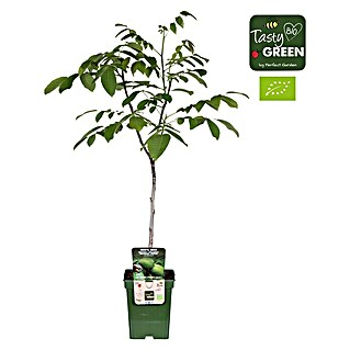 Tasty Green Walnussbaum Bio (Juglans regia, Topfgröße: 23 cm, Erntezeit: September)