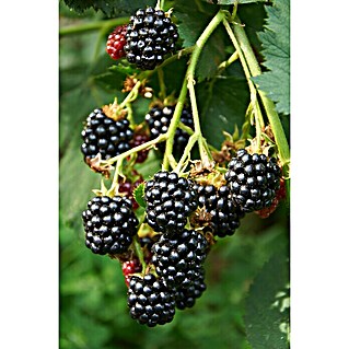 Piardino Brombeere (Rubus fruticosus 'Loch Ness', Topfgröße: 19 cm, Erntezeit: Juli)