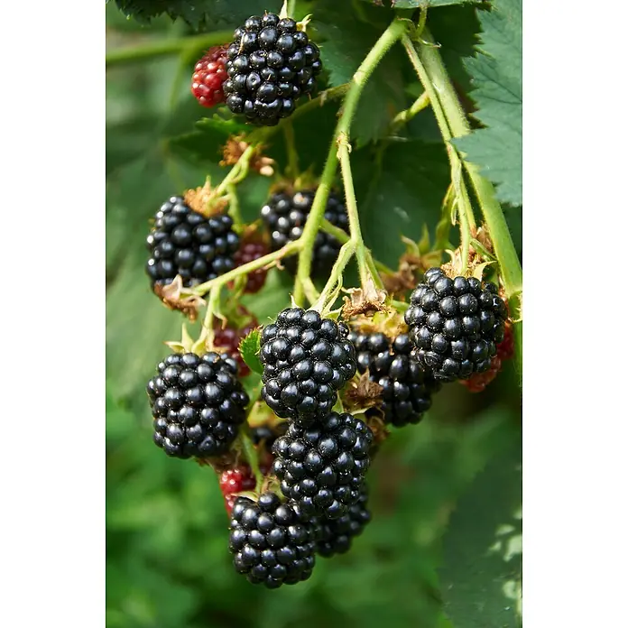 Piardino Brombeere - Rubus fruticosus 'Loch Ness', Topfgröße: 19 cm, Erntezeit: Juli - Nahaufnahme von reifen und unreifen Brombeeren, die an einem grünen Zweig mit Blättern wachsen.