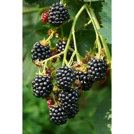 Piardino  Brombeere