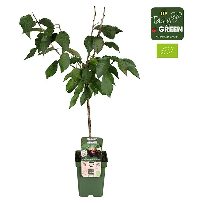 Tasty Green Süßkirschbaum Bio - Prunus avium 'Regina', Topfgröße: 23 cm, Erntezeit: August - Ein junger, grüner Bio-Kirschbaum im Topf, bereit zum Einpflanzen und Gedeihen im Garten. Ideal für den eigenen Anbau von süßen Kirschen.