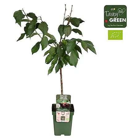 Tasty Green  Süßkirschbaum Bio