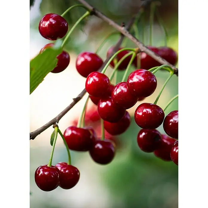 Tasty Green Süßkirschbaum Bio - Prunus avium 'Regina', Topfgröße: 23 cm, Erntezeit: August - Nahaufnahme von reifen, roten Kirschen am Baum, die die saftige Süße dieser Sommerfrucht hervorhebt. Perfekt als gesunder Snack.