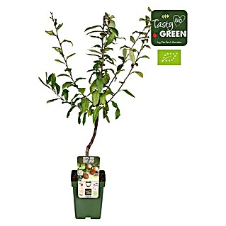 Tasty Green Mispelbaum Bio (Mespilus germanica 'Westerveld', Erntezeit: Oktober)