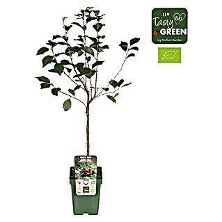 Tasty Green Sauerkirschbaum Bio (Prunus cerasus 'Morellenfeuer', Topfgröße: 23 cm, Erntezeit: August - September)