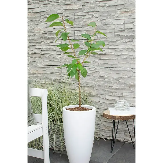 Tasty Green Süßkirschbaum Bio - Prunus avium 'Bigarreau Napoléon', Topfgröße: 23 cm, Erntezeit: Juni - Nahaufnahme eines jungen Baumes in einem weißen Topf, der neben einem Beistelltisch mit Dekor steht, vor einer hellen Steinmauer.