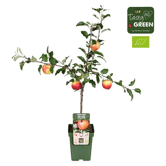 Tasty Green Apfelbaum Bio - Malus domestica 'Gala', Topfgröße: 23 cm - Bio-Apfelbaum im Topf mit reifen roten Äpfeln. Ideal für den kleinen Garten oder Balkon, trägt köstliche Früchte.