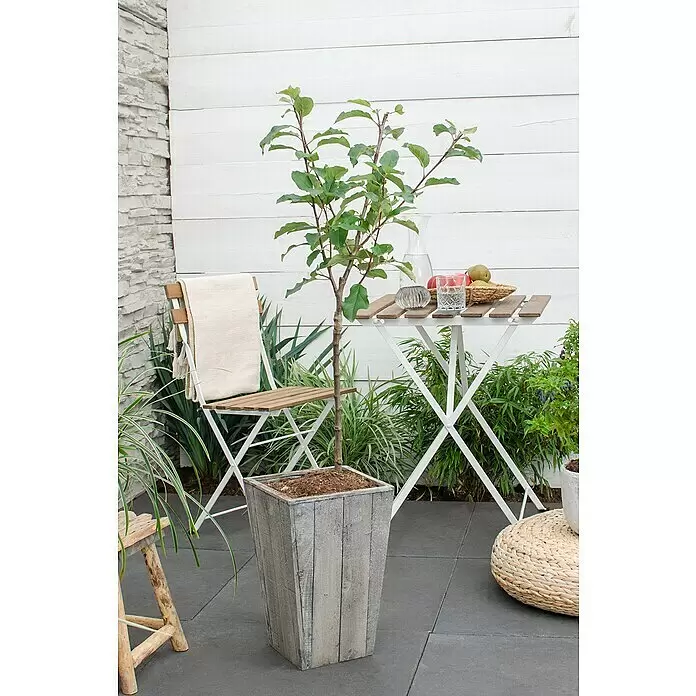 Tasty Green Apfelbaum Bio - Malus domestica 'Gala', Topfgröße: 23 cm - Quadratischer Holzpflanzkübel mit verwitterter Oberfläche, der einen kleinen Baum enthält.