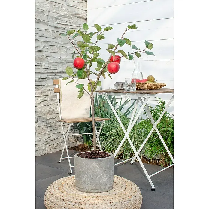 Tasty Green Apfelbaum Bio - Malus domestica 'Roter Boskoop', Topfgröße: 23 cm, Erntezeit: September - Apfelbaum mit reifen roten Äpfeln im Topf auf einer Terrasse, neben einem Gartentisch und Stuhl.
