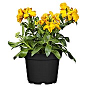 Erysimum 13 Yellow Bird