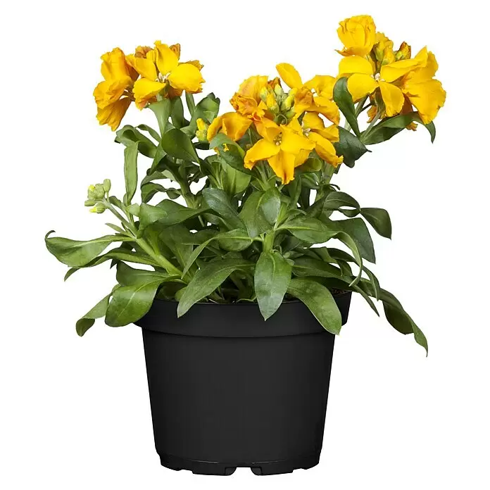 Piardino GoldlackErysimum, Gelb, Topfgröße: 13 cm