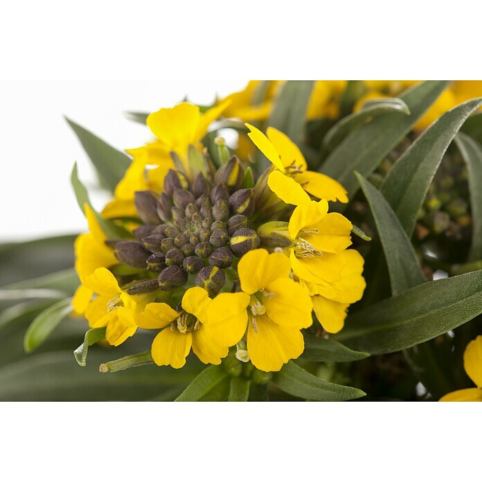 Erysimum 13 Yellow Bird