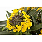 Erysimum 13 Yellow Bird