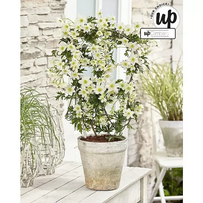Piardino Waldrebe Avelanche - Clematis x cartmanii Avalanche Spalier, Topfgröße: 19, Weiß - Weiß blühende Clematis-Pflanze mit sternförmigen Blüten an einem Spalier, in einem rustikalen Topf auf einem weißen Holztisch im Freien.