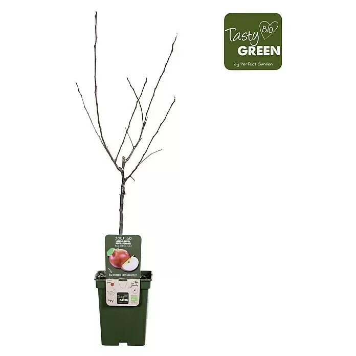 Tasty Green Apfelbaum Bio - Malus domestica 'Gala', Topfgröße: 23 cm - Apfelbaumsetzling wurzelnackt im grünen Topf mit Produktetikett, Apfelbild und 'Tasty Green' Branding.