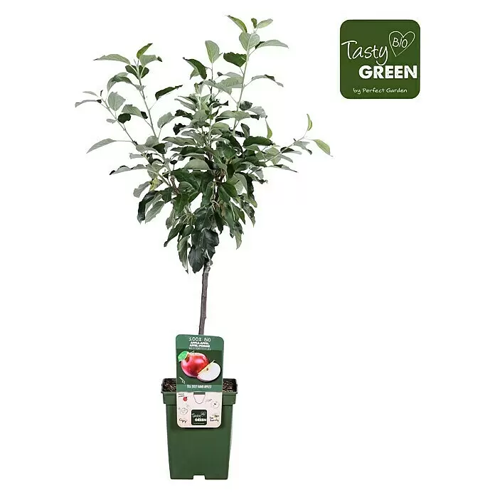 Tasty Green Apfelbaum Bio - Malus domestica 'Gala', Topfgröße: 23 cm - Kleiner Apfelbaum im Topf mit grünen Blättern und braunem Stamm, in einem dunkelgrünen Topf. Ein Etikett mit '100% BIO' und 'Tasty Green' ist angebracht.