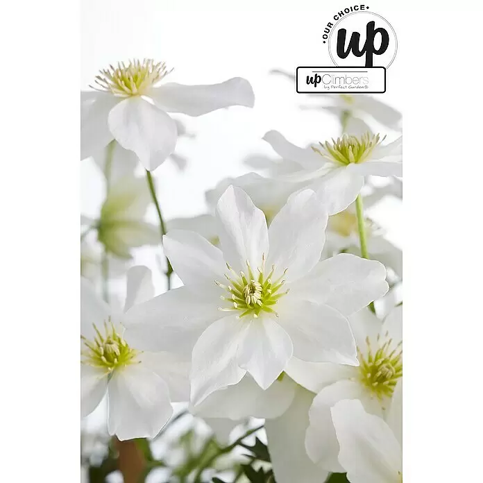 Piardino Waldrebe Avelanche - Clematis x cartmanii Avalanche Spalier, Topfgröße: 19, Weiß - Gruppe weißer Blüten mit auffälligen grünen und gelben Zentren.