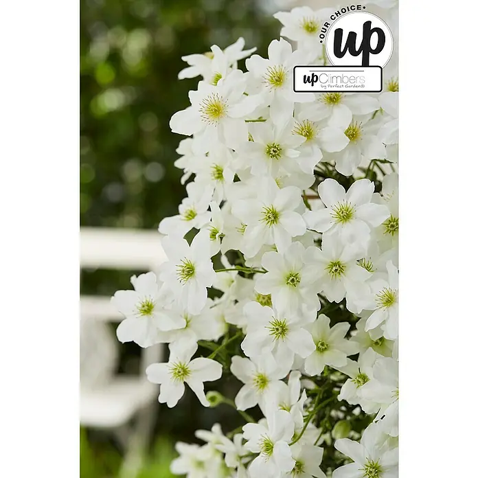 Piardino Waldrebe Avelanche - Clematis x cartmanii Avalanche Spalier, Topfgröße: 19, Weiß - Nahaufnahme einer üppigen Clematis 'Paul Farges' mit strahlend weißen Blüten, die eine elegante und natürliche Schönheit ausstrahlen.