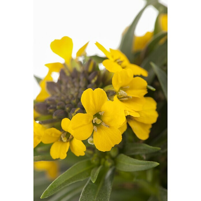 Erysimum 13 Yellow Bird