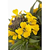 Erysimum 13 Yellow Bird