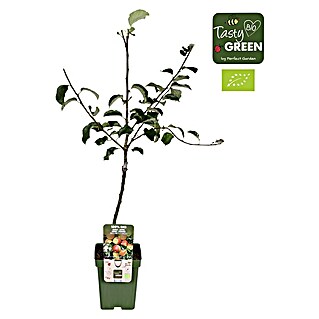 Tasty Green Apfelbaum Bio (Malus domestica 'Jonagold', Topfgröße: 23 cm, Erntezeit: Oktober)