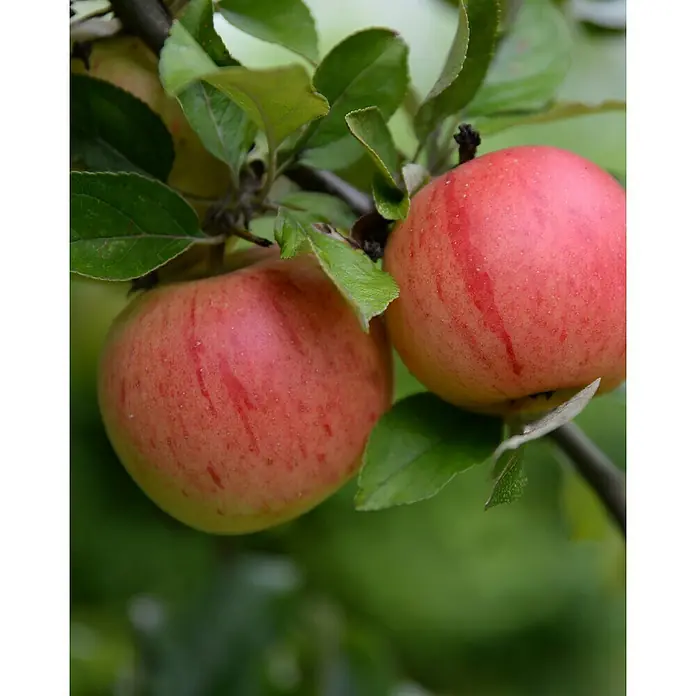 Tasty Green Apfelbaum Bio - Malus domestica 'Roter Boskoop', Topfgröße: 23 cm, Erntezeit: September - Zwei saftige Äpfel mit roter Schale hängen an einem Zweig, umgeben von grünen Blättern. Eine köstliche Ernte der Natur.