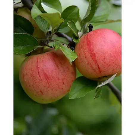 Tasty Green  Apfelbaum Bio