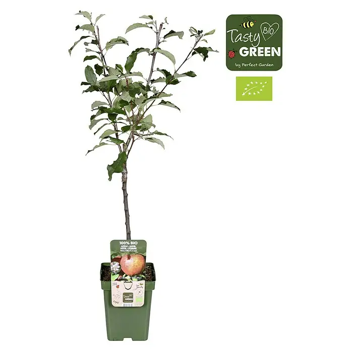 Tasty Green Apfelbaum Bio - Malus domestica 'Gala', Topfgröße: 23 cm - Bio-Apfelbaum 'Tasty Green' im Topf. Ideal für den eigenen Garten, 100% biologisch angebaut.