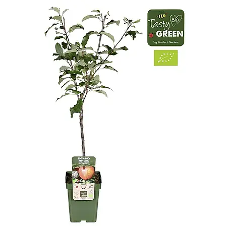Tasty Green  Apfelbaum Bio
