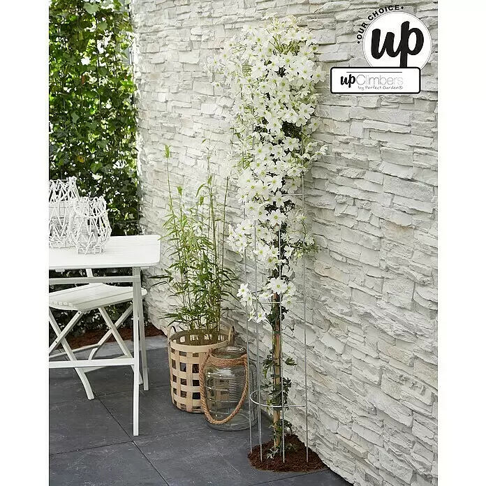Piardino Waldrebe Avelanche - Clematis x cartmanii Avalanche Spalier, Topfgröße: 19, Weiß - Üppige weiße Kletterblumen (Clematis) an einem Metallspalier in einem Außenbereich.