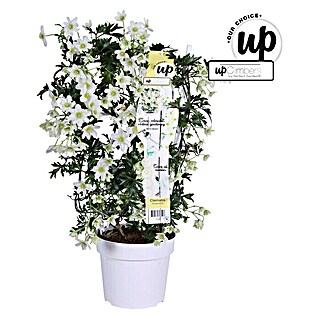 Piardino Waldrebe Avelanche (Clematis x cartmanii Avalanche Spalier, Topfgröße: 19, Weiß)