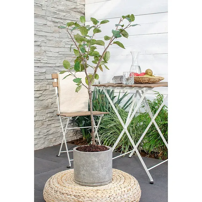 Tasty Green Apfelbaum Bio - Malus domestica 'Roter Boskoop', Topfgröße: 23 cm, Erntezeit: September - Ein junger Apfelbaum in einem grauen Betonpflanzgefäß steht auf einem runden, geflochtenen Kissen. Der Baum ist die Hauptattraktion.