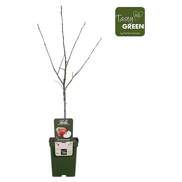 Tasty Green Apfelbaum Bio - Malus domestica 'Roter Boskoop', Topfgröße: 23 cm, Erntezeit: September - Vorderansicht