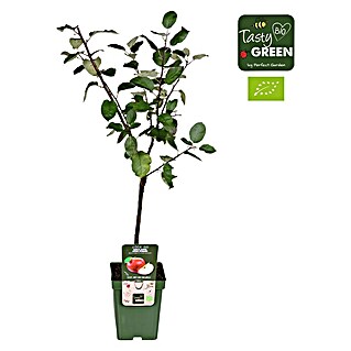 Tasty Green Apfelbaum Bio (Malus domestica 'Roter Boskoop', Topfgröße: 23 cm, Erntezeit: September)