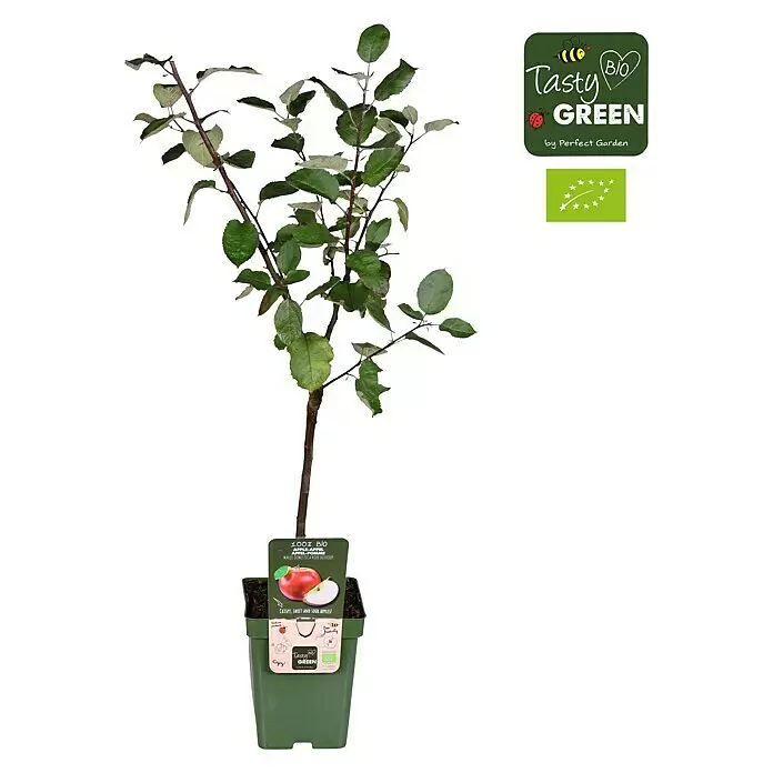 Tasty Green Apfelbaum Bio - Malus domestica 'Roter Boskoop', Topfgröße: 23 cm, Erntezeit: September - Vorderansicht