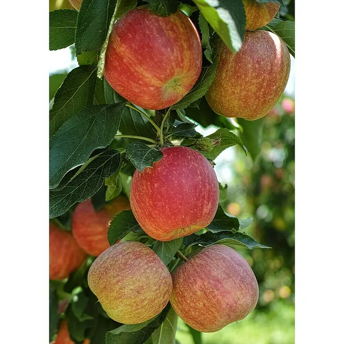 Tasty Green Apfelbaum Bio - Malus domestica 'Gala', Topfgröße: 23 cm - Eine Nahaufnahme von reifen, roten Äpfeln, die an einem Baum hängen, umgeben von grünen Blättern, die die Frische und den Reichtum der Ernte zeigen.