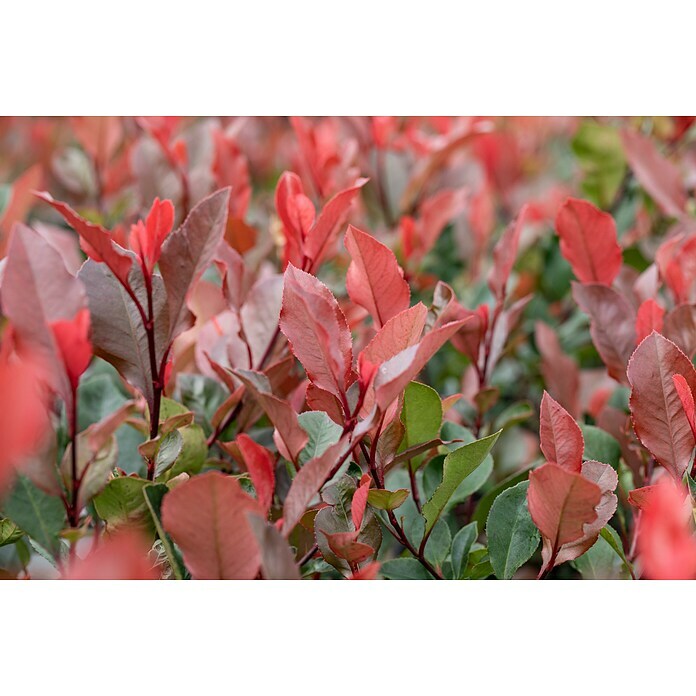 Piardino GlanzmispelPhotinia fraseri 'Red Robin', Topfgröße: 24 cm Mood Shot